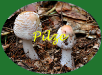 Linkbutton Pilze