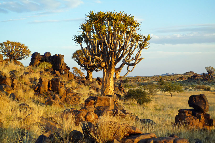 Koecherbaum (Namibia), Aloe dichotoma 1