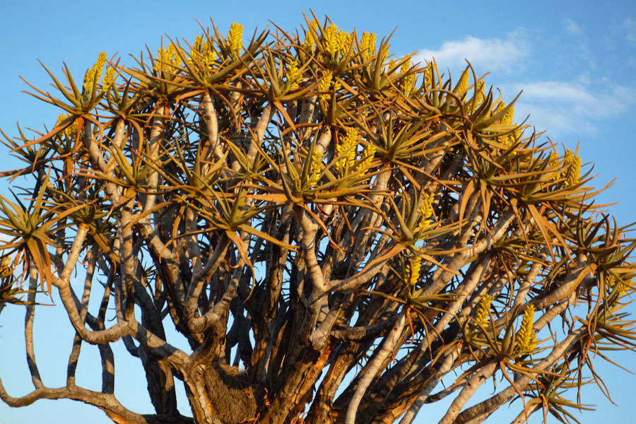 Koecherbaum (Namibia), Aloe dichotoma 2