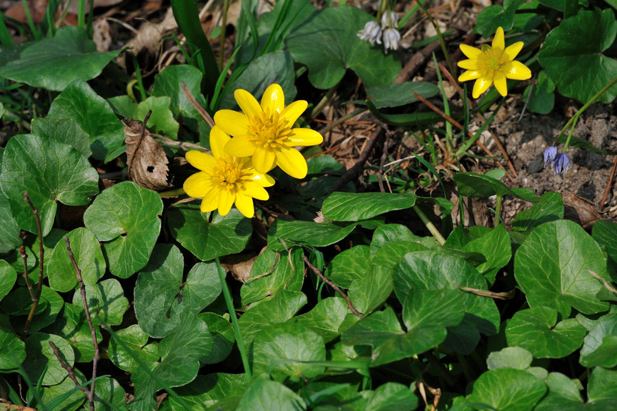 Scharbockskraut, Ranunculus ficaria