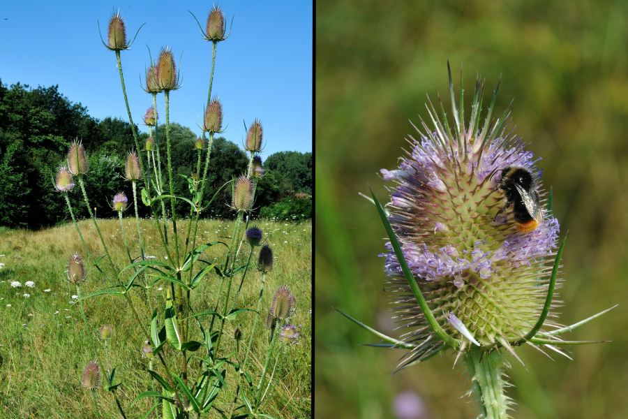 Wilde Karde, Dipsacus fullonum 1