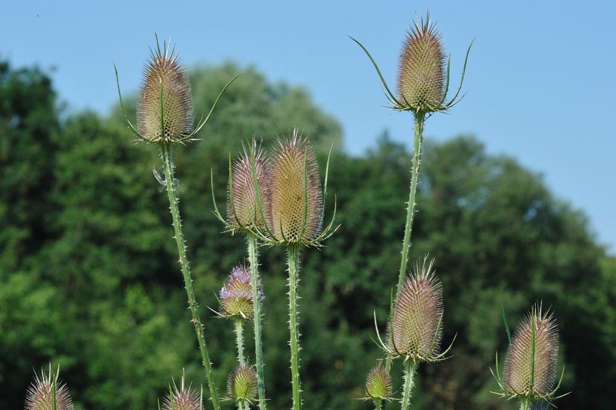 Wilde Karde, Dipsacus fullonum 2