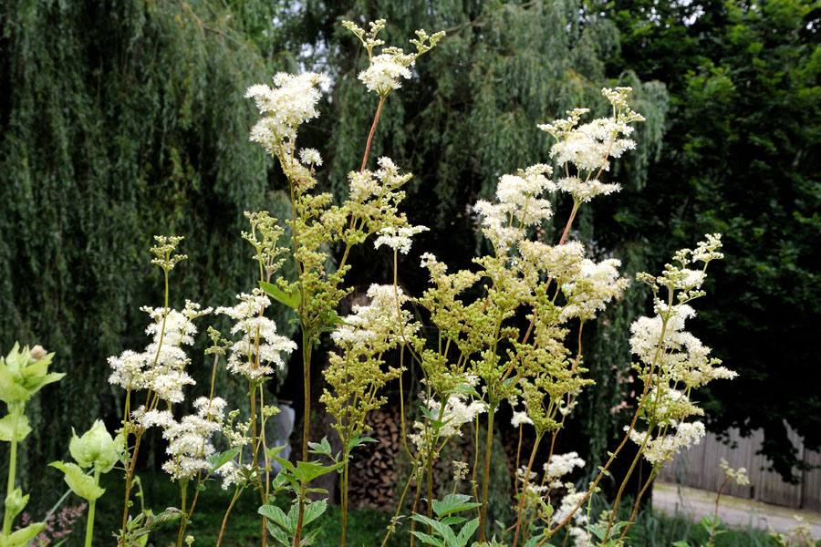 Echtes Maedesuess Filipendula ulmaria 1