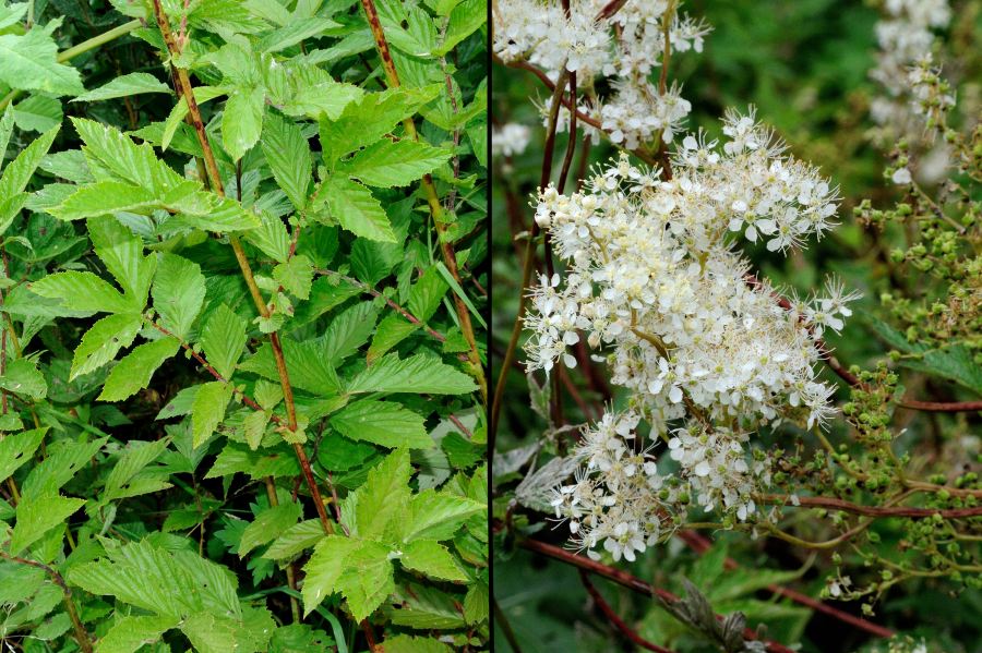 Echtes Maedesuess Filipendula ulmaria 2