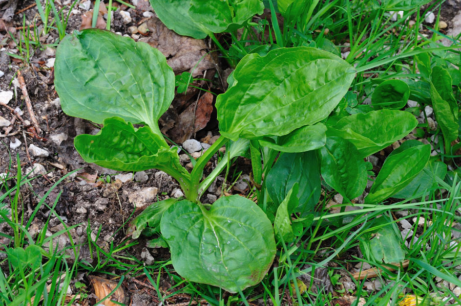 Breitwegerich Plantago major 1