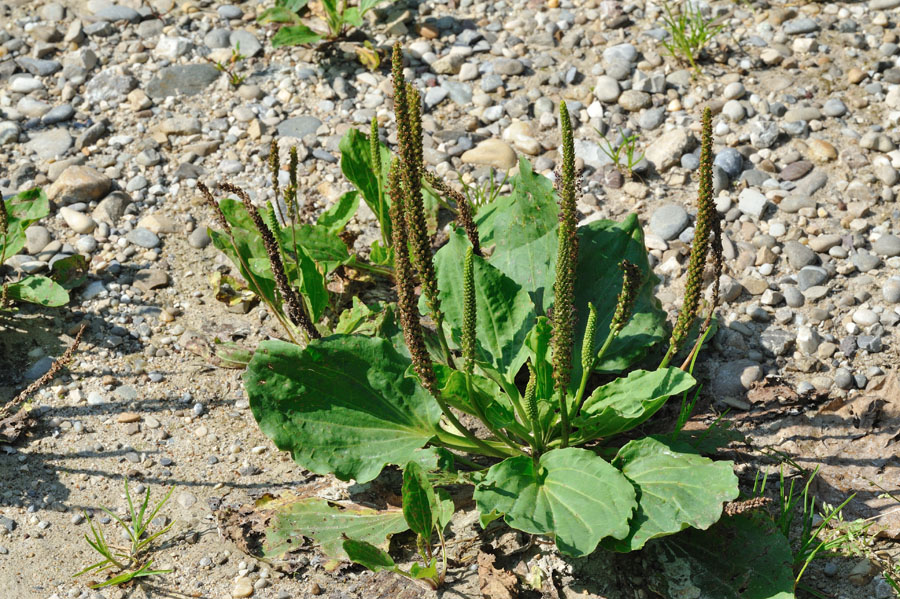 Breitwegerich Plantago major 2