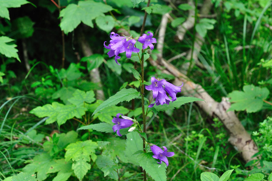 Nesselblaettrige Glockenblume Campanula trachelium 1