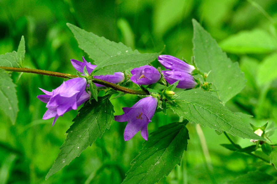 Nesselblaettrige Glockenblume Campanula trachelium 2