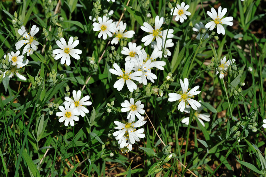 Ackerhornkraut Cerastium arvense 1