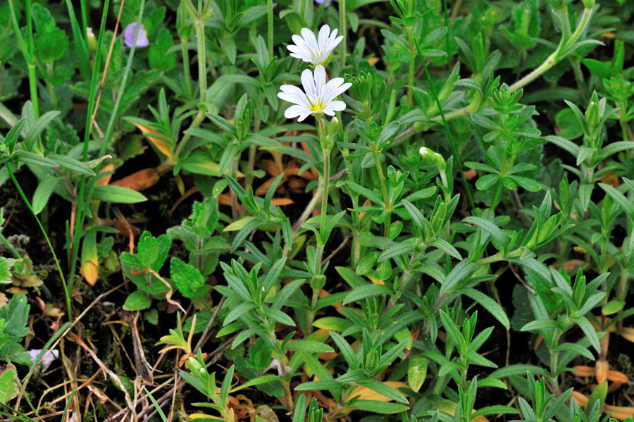 Ackerhornkraut Cerastium arvense 2