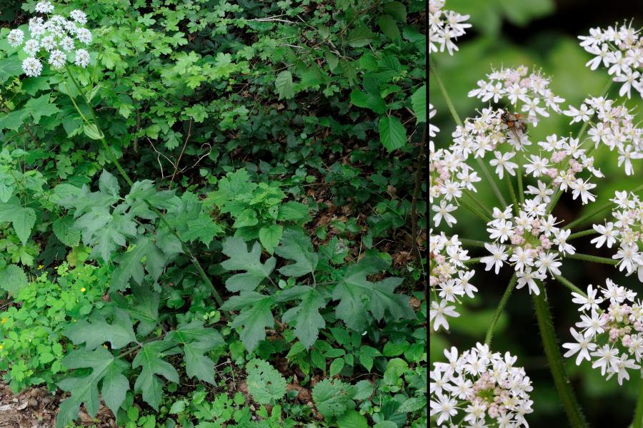 Wiesen-Baerenklau Heracleum sphondylium 1