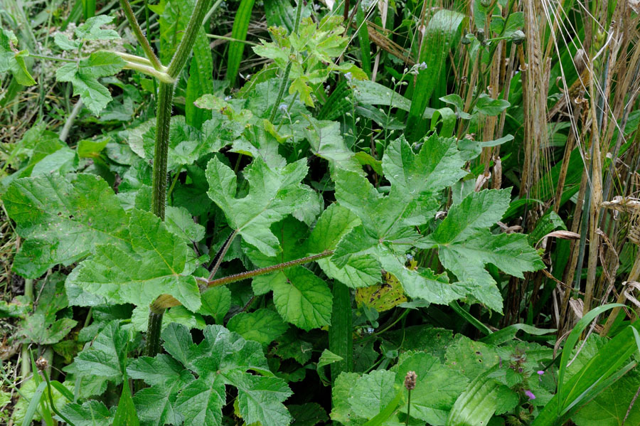 Wiesen-Baerenklau Heracleum sphondylium 2