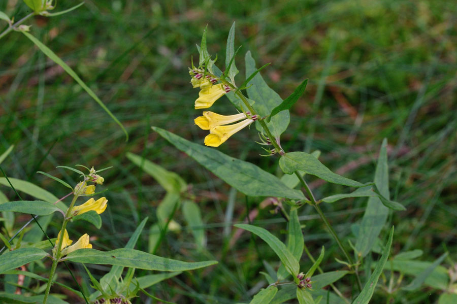 Wald-Wachtelweizen Melampyrum silvaticum 2