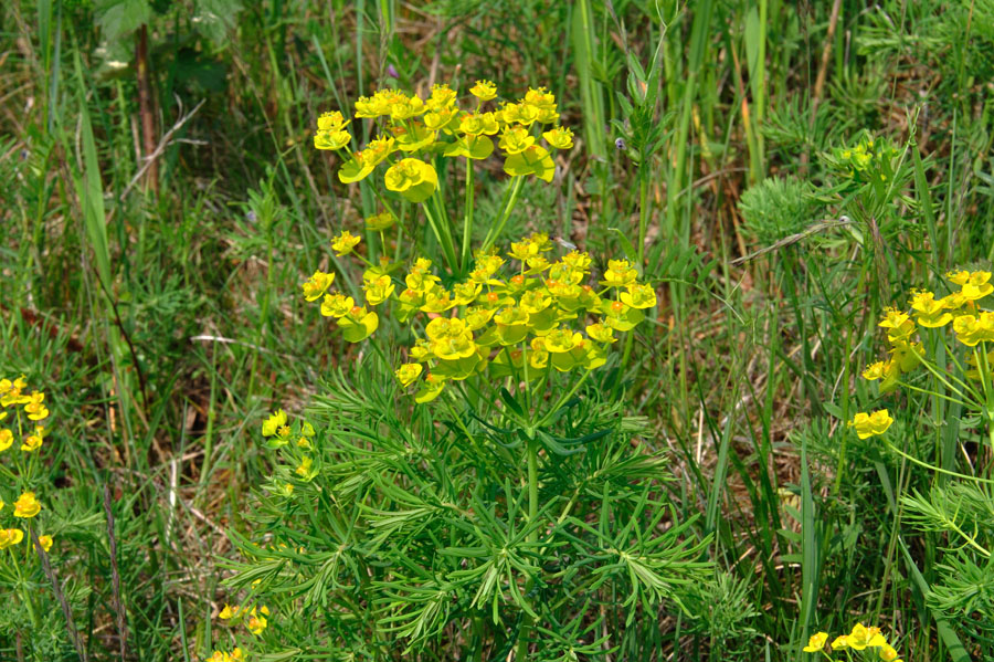 Zypressen-Wolfsmilch Euphorbia cyparissias 1