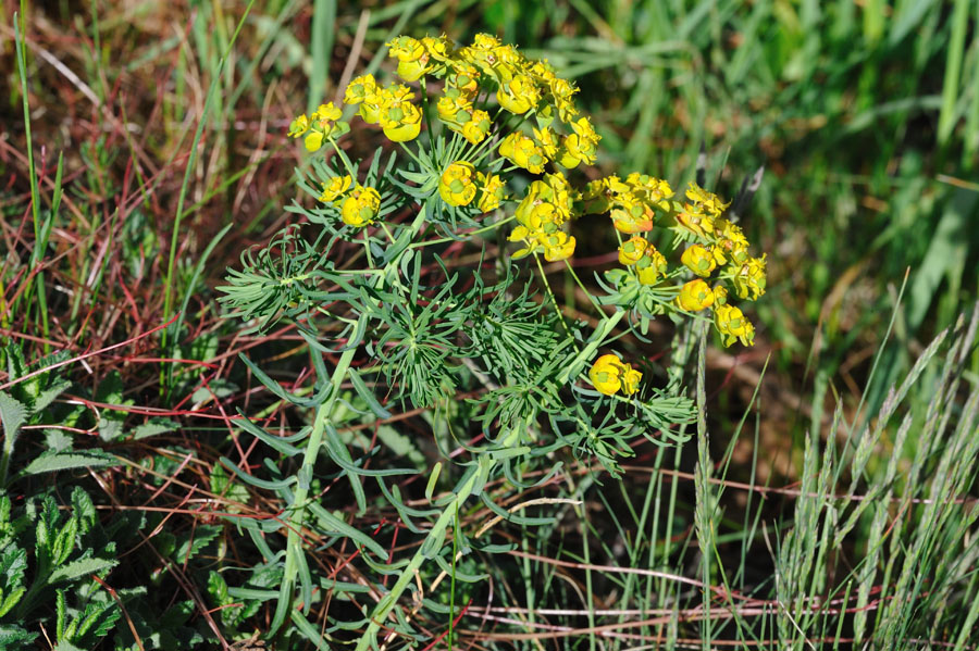 Zypressen-Wolfsmilch Euphorbia cyparissias