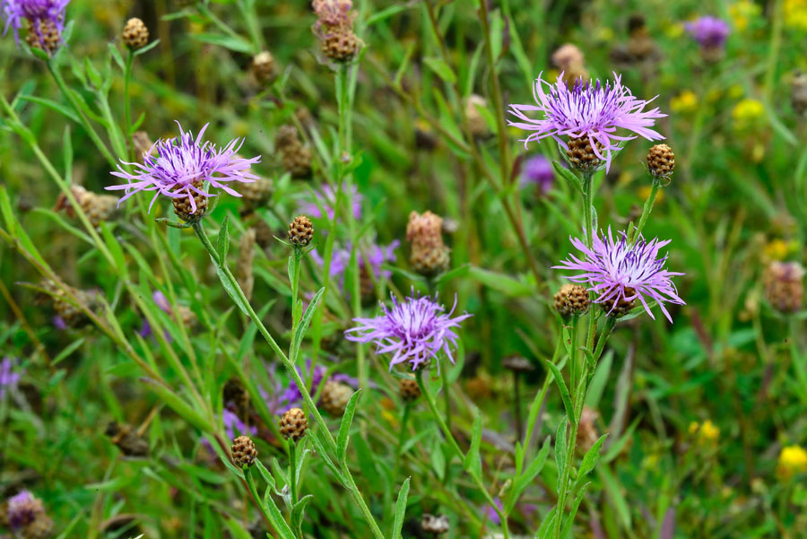 Wiesenflockenblume Centaurea jacea 1