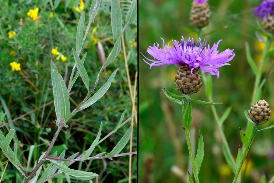 Wiesenflockenblume Centaurea jacea 2