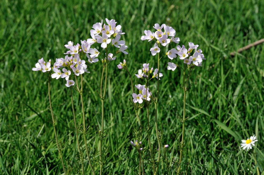 Wiesenschaumkraut Cardamine praetensis 1