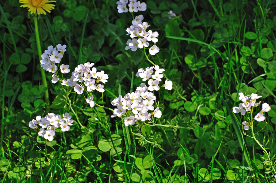 Wiesenschaumkraut Cardamine praetensis 2