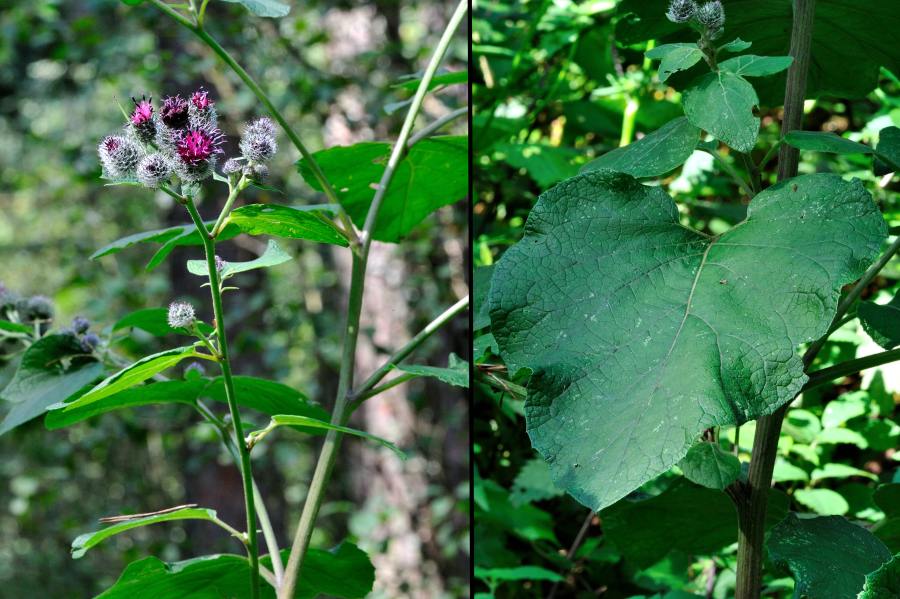 Filzklette Arctium tomentosum 1