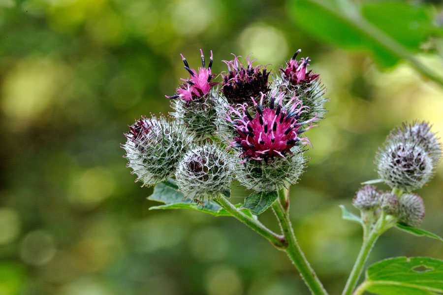 Filzklette Arctium tomentosum 2