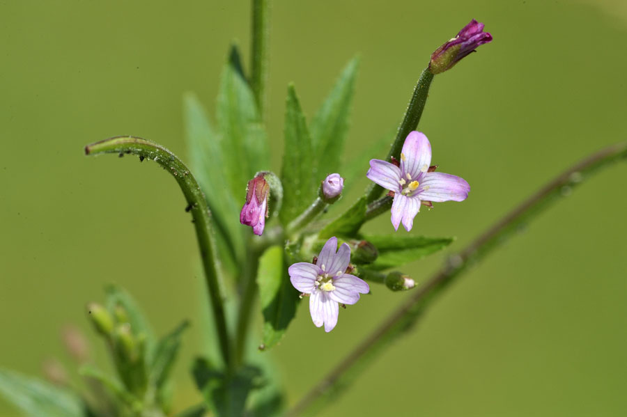 Druesiges Weidenroeschen Epilobium ciliatum 1