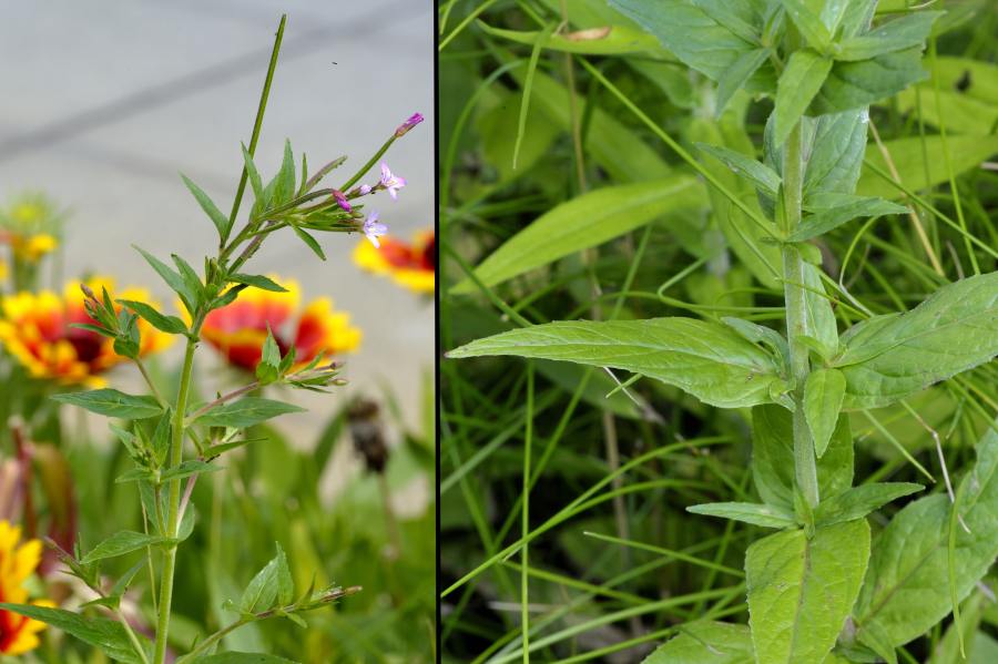 Druesiges Weidenroeschen Epilobium ciliatum 2