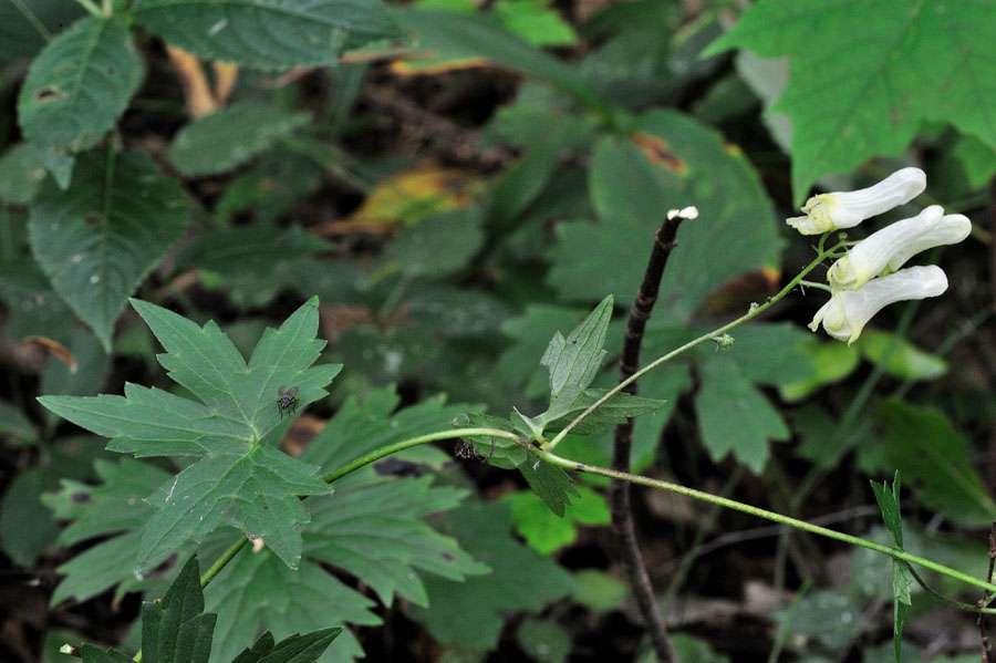 Wolfs-Eisenhut Aconitum lycoctonum 1