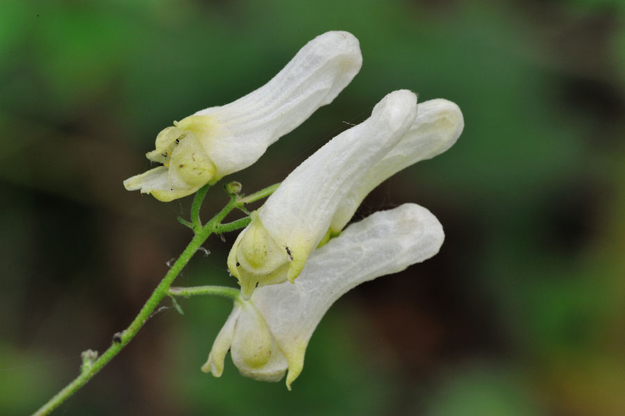 Wolfs-Eisenhut Aconitum lycoctonum 2