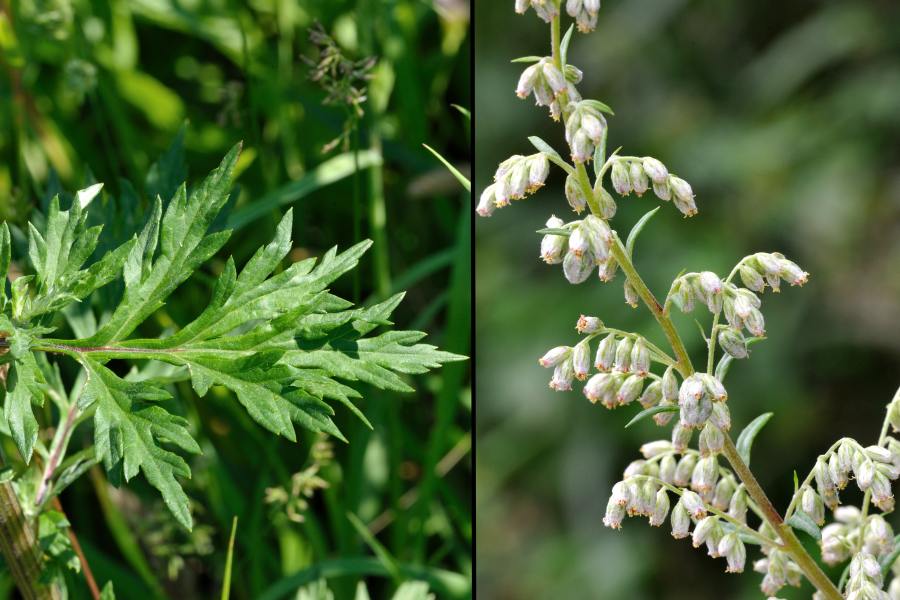 Gemeiner Beifuss Artemisia vulgaris 2