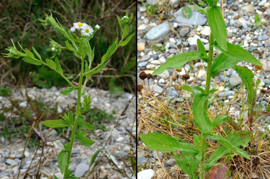 Feinstrahl, Einjaehriges Berufkraut Erigeron annuus 1