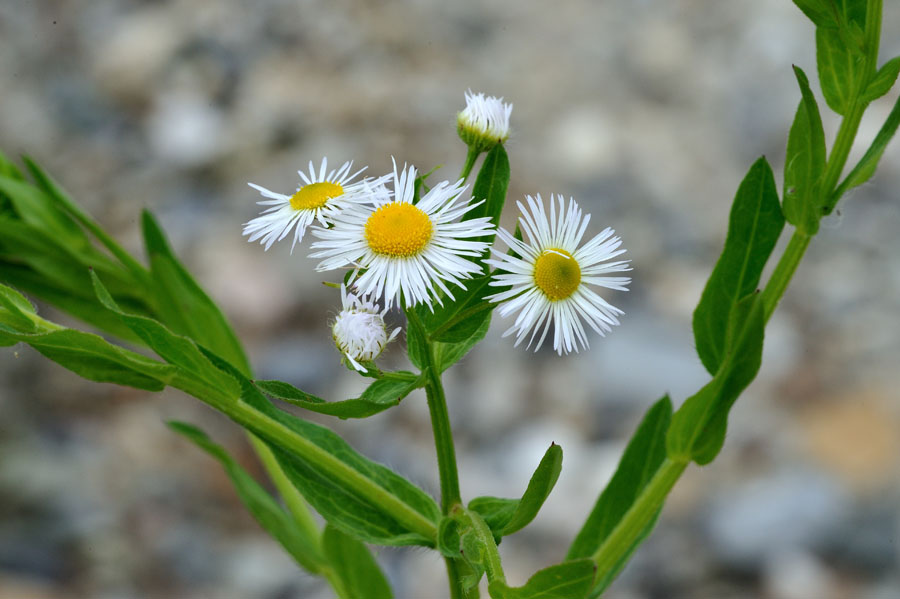 Feinstrahl, Einjaehriges Berufkraut Erigeron annuus 2