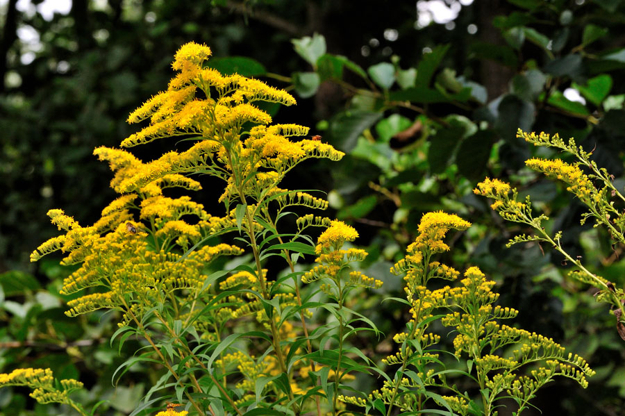 Riesen-Goldrute Solidago gigantea 1