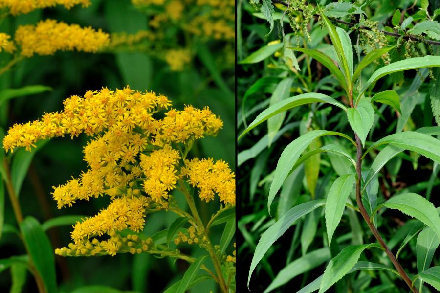 Riesen-Goldrute Solidago gigantea 2