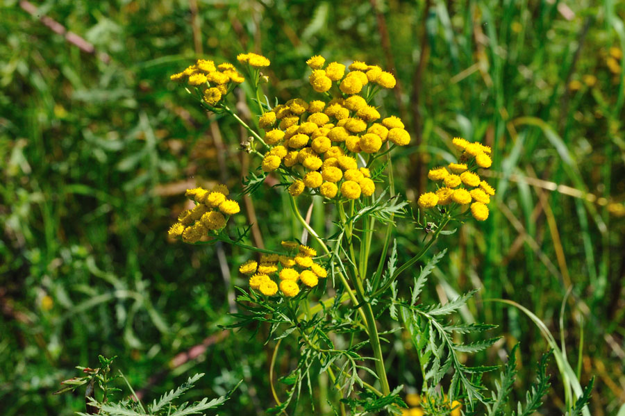 Rainfarn Tanacetum vulgare 1