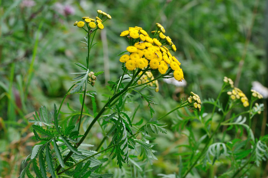 Rainfarn Tanacetum vulgare 2