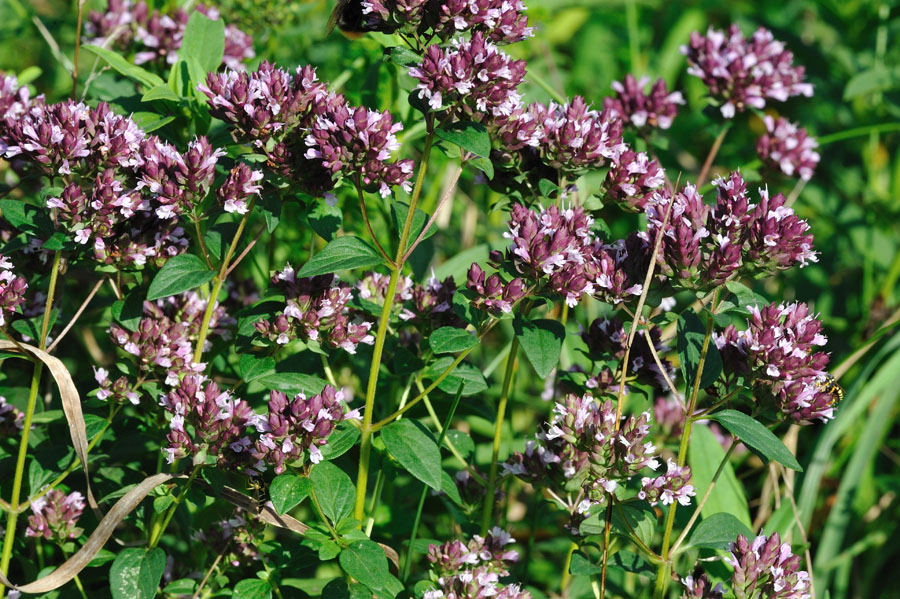 Oregano, Dost Origanunm vulgare 1