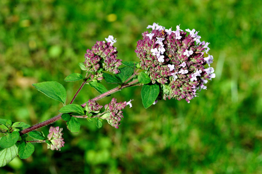 Oregano, Dost Origanunm vulgare