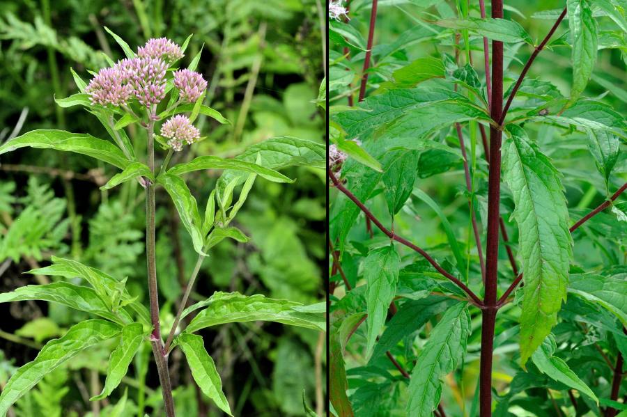 Gewoenlicher Wasserdost, Eupatorium cannabium 2