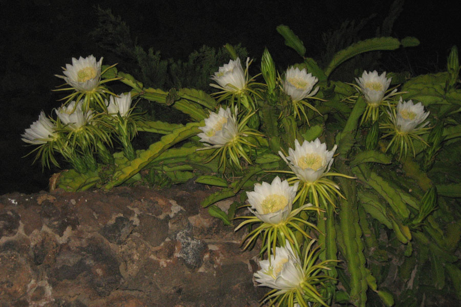 Koenigin von Honolulu Hylocereus ocamponis