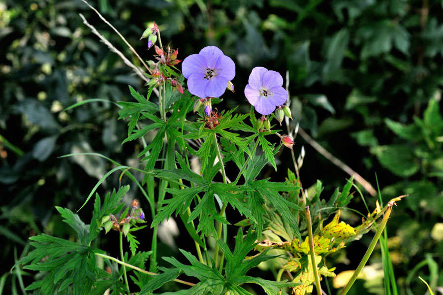 Wiesen-Storchschnabel Geranium pratense 1