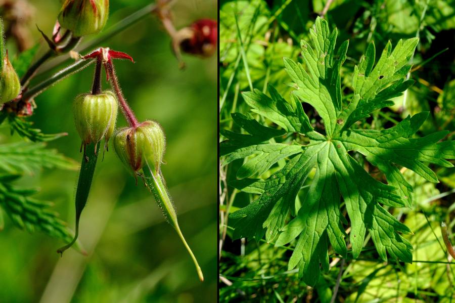 Wiesen-Storchschnabel Geranium pratense 2