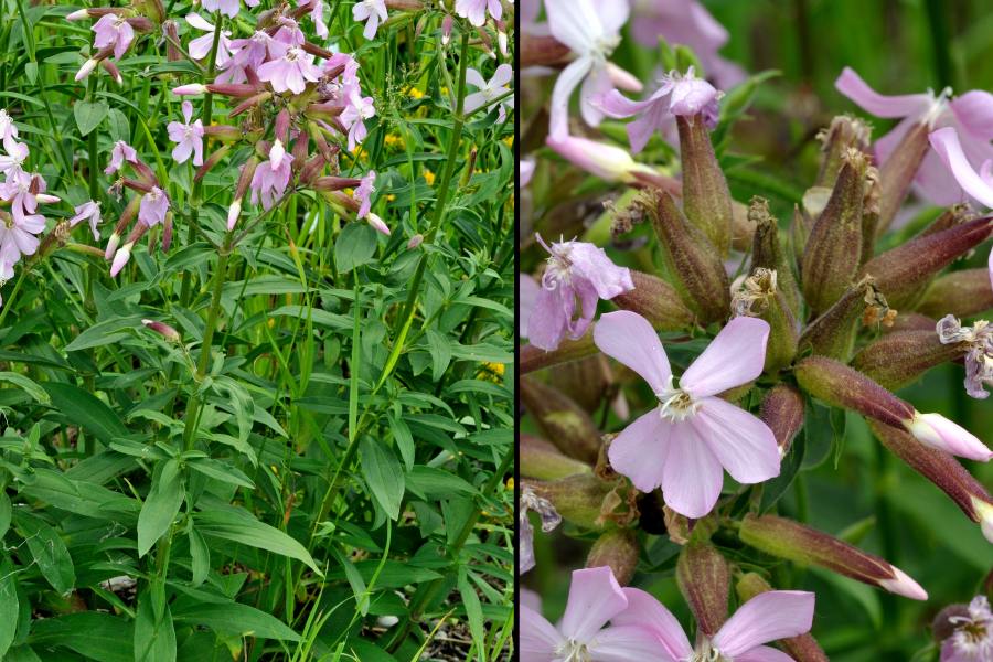 Gewoehnliches Seifenkraut Saponaria officinalis 2