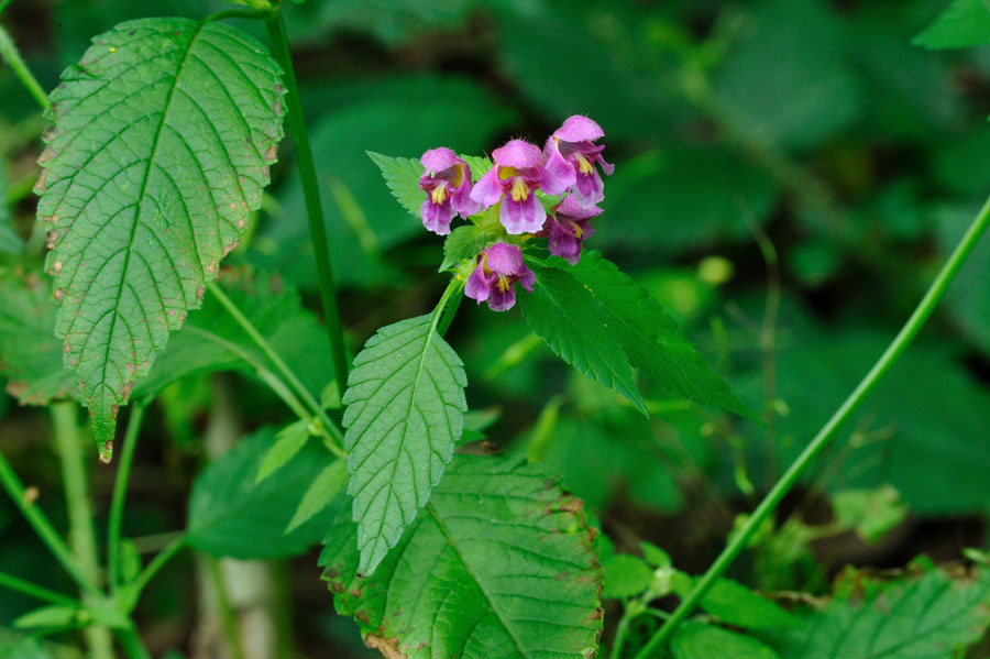 Weichhaariger Hohlzahn Galeopsis pubescens 1