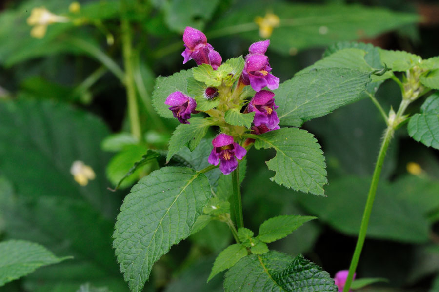 Weichhaariger Hohlzahn Galeopsis pubescens 2