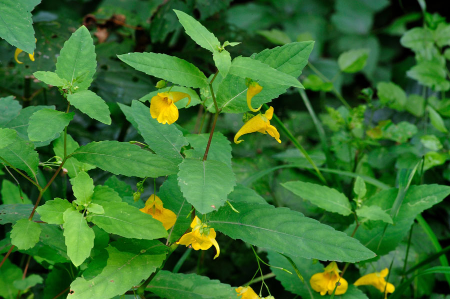 Grosses Springkraut Impatiens noli tangere 1