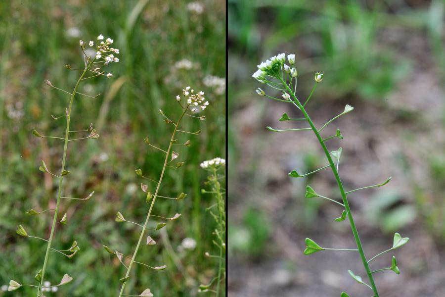 Gewohenliches Hirtentaeschel Capsella bursa-pastoris 1