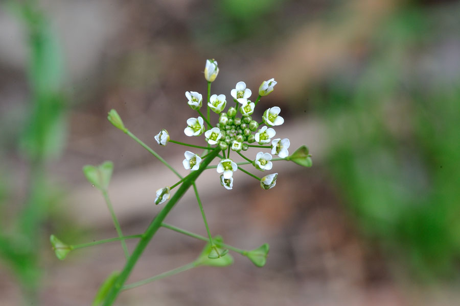 Gewoehnliches Hirtentaeschel Capsella bursa-pastoris 2