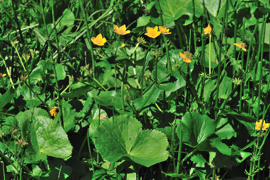 Sumpfdotterblume Caltha palustris 1