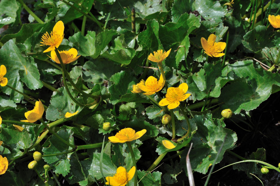 Sumpfdotterblume Caltha palustris 2